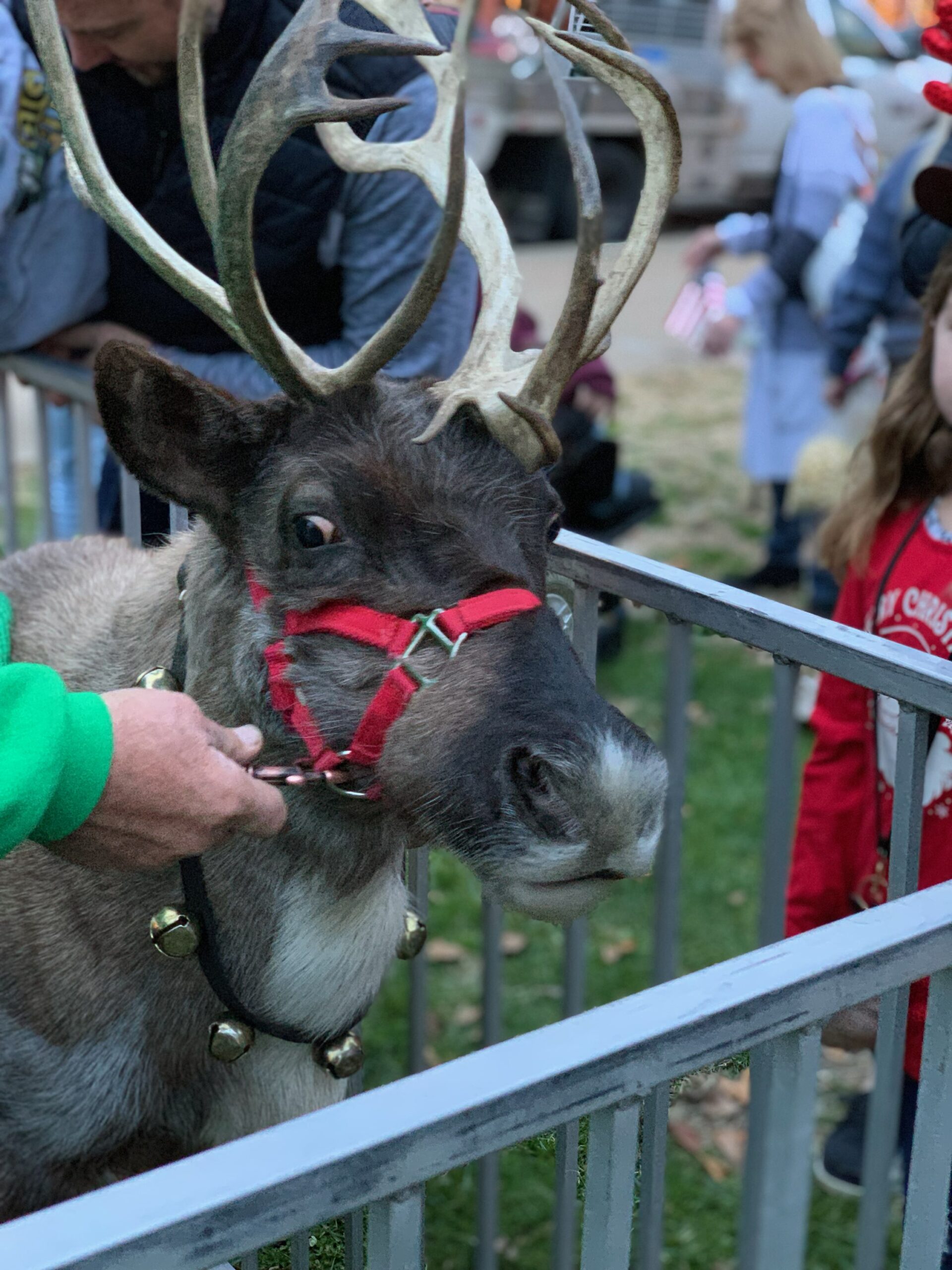 reindeer